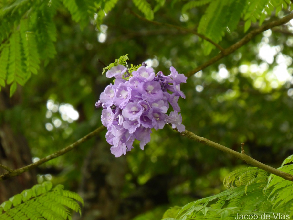 Jacaranda mimosifolia D.Don